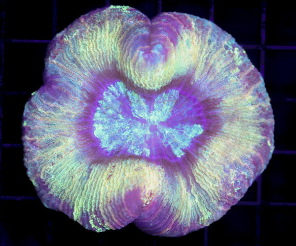 import placeholder for 3049583