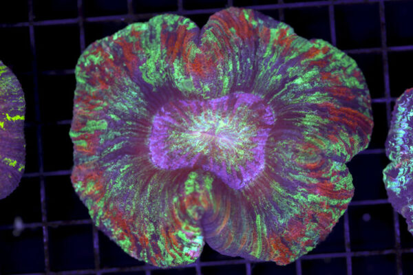 import placeholder for 3049580