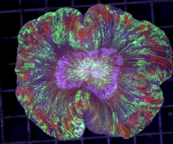 import placeholder for 3049580