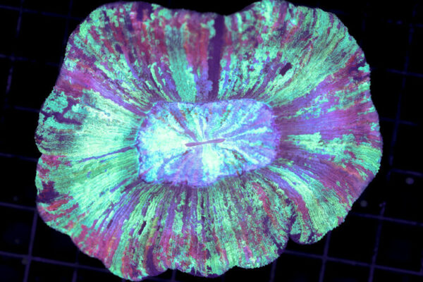 import placeholder for 3049578