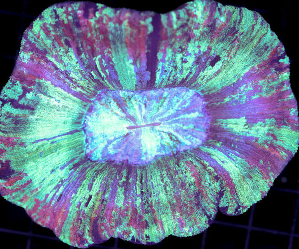 import placeholder for 3049578