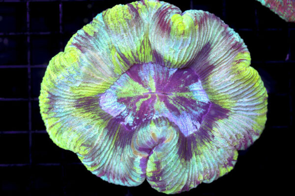 import placeholder for 3049574