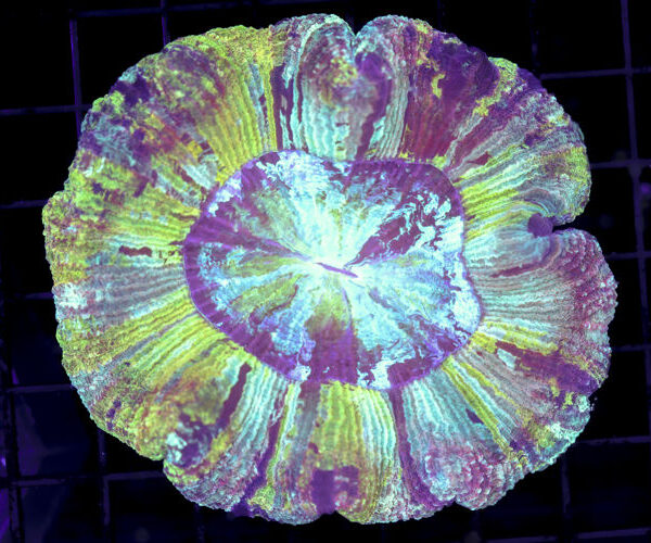 import placeholder for 3049572