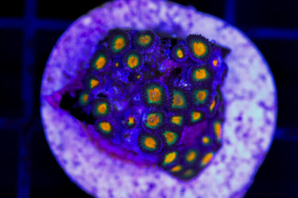 import placeholder for 3049083