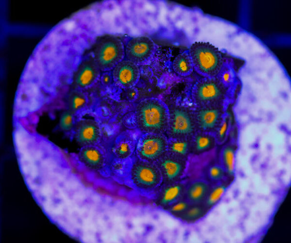 import placeholder for 3049083