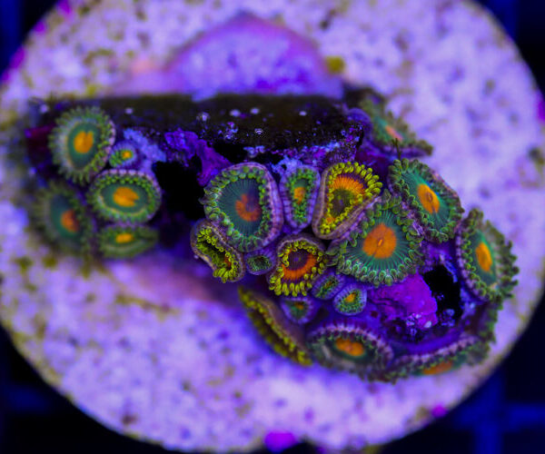 import placeholder for 3049082