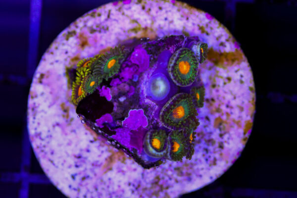 import placeholder for 3049075