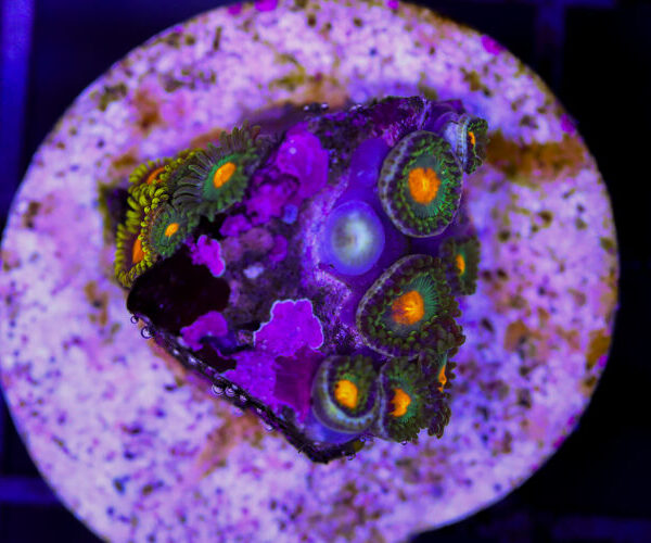 import placeholder for 3049075