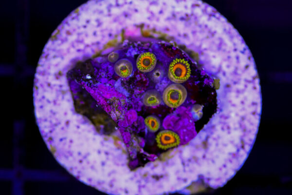 import placeholder for 3049074