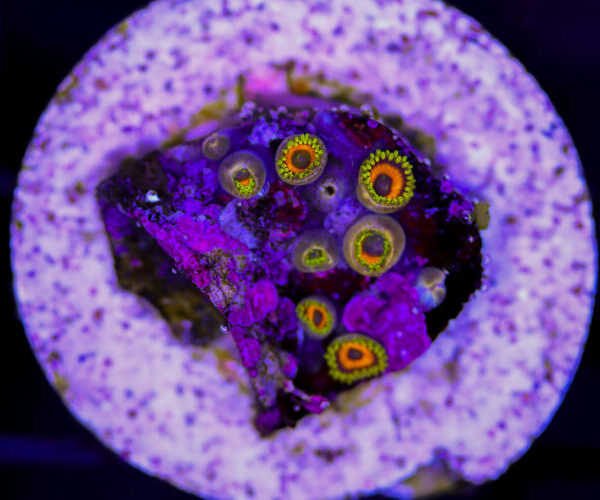 import placeholder for 3049074