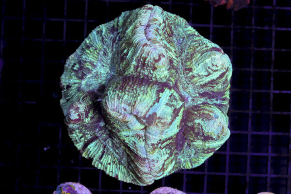 import placeholder for 3049035