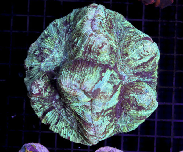 import placeholder for 3049035