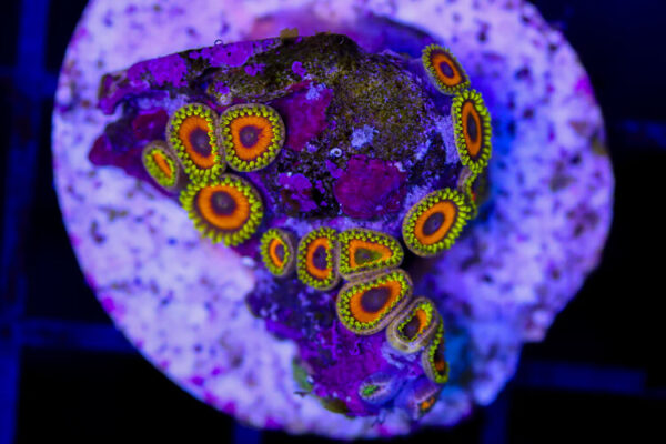 import placeholder for 3049005