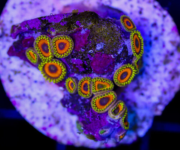 import placeholder for 3049005