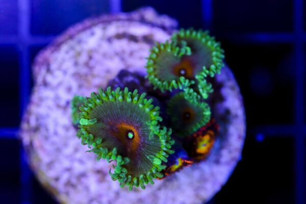 import placeholder for 3049000