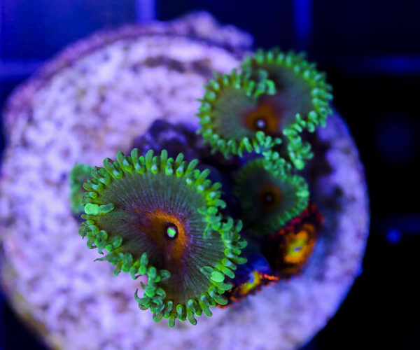 import placeholder for 3049000