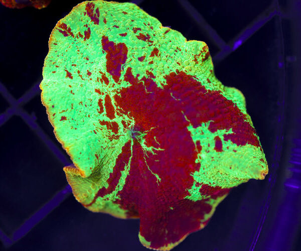 import placeholder for 3046294