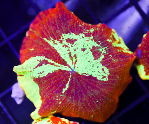 import placeholder for 3046292