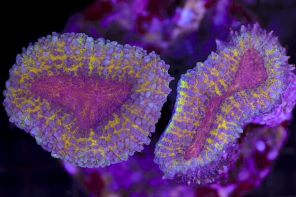 import placeholder for 3046275