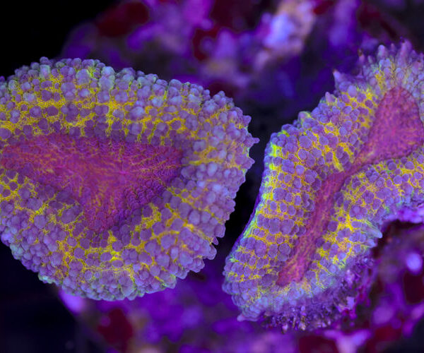 import placeholder for 3046275