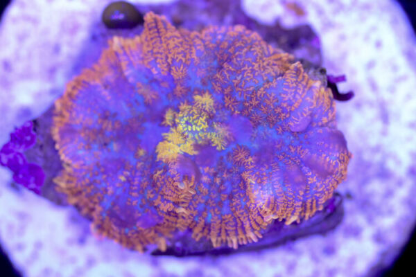 import placeholder for 3046260