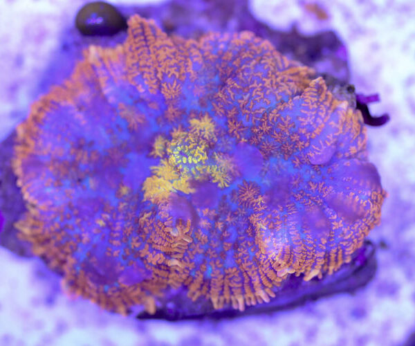 import placeholder for 3046260