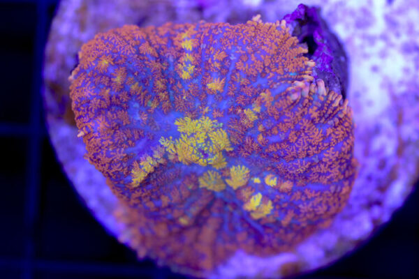 import placeholder for 3046258