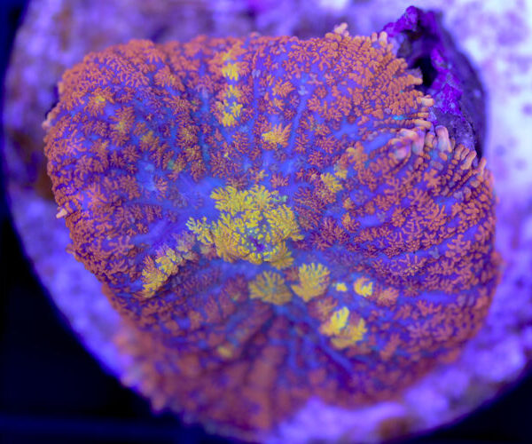 import placeholder for 3046258