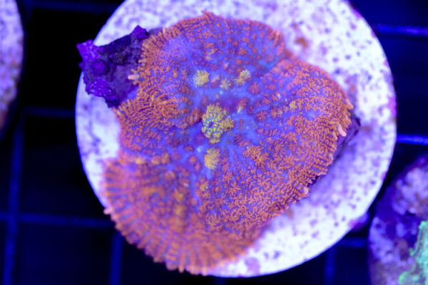 import placeholder for 3046257