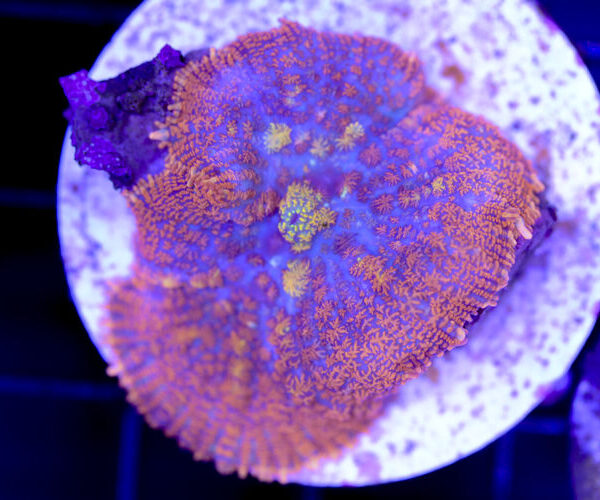 import placeholder for 3046257