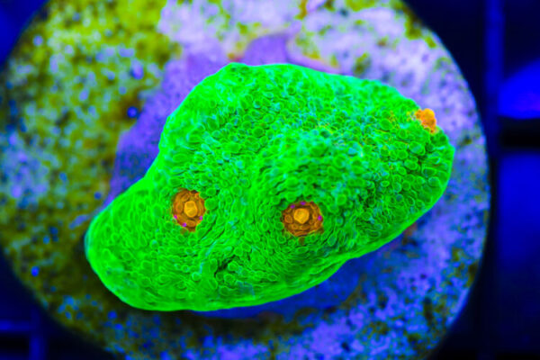 import placeholder for 3046197