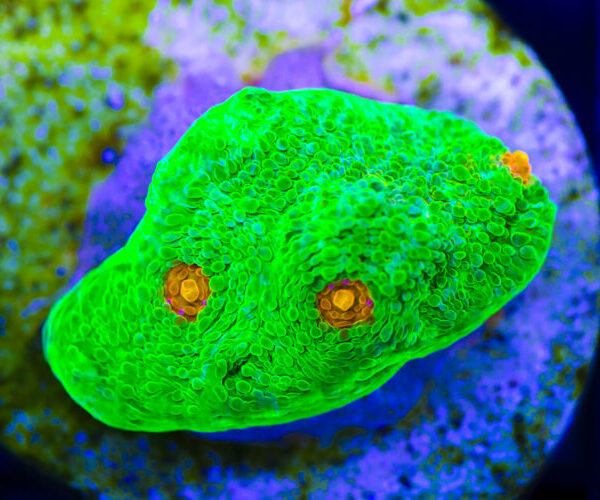 import placeholder for 3046197