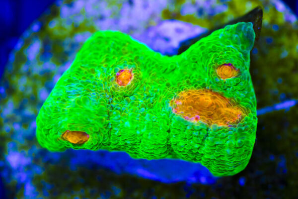 import placeholder for 3046195