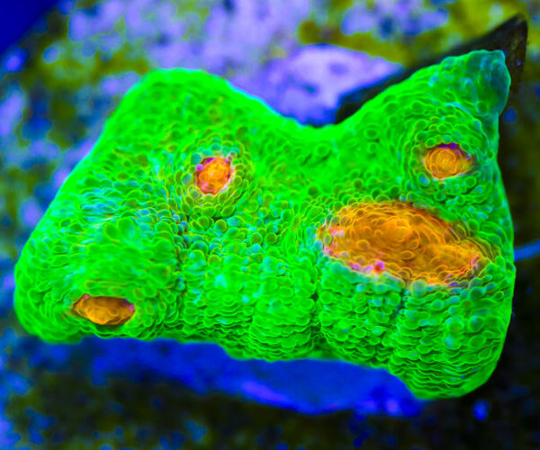 import placeholder for 3046195