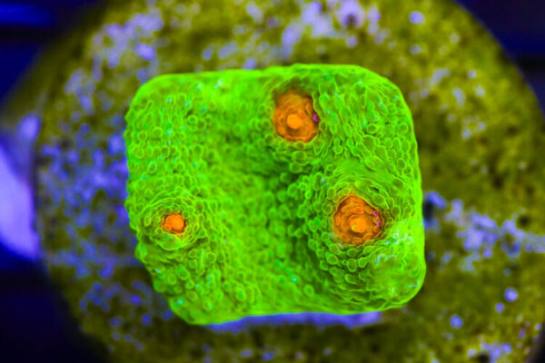 import placeholder for 3046186