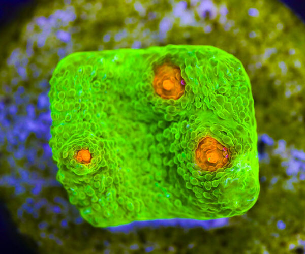 import placeholder for 3046186