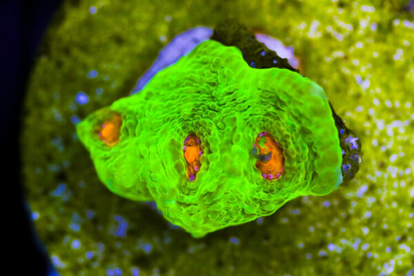 import placeholder for 3046185