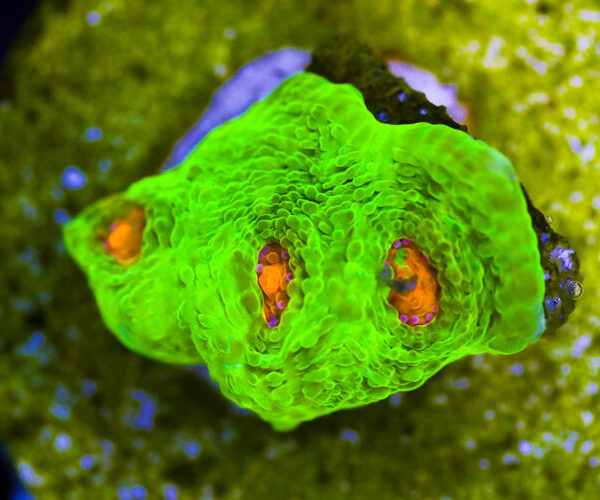 import placeholder for 3046185