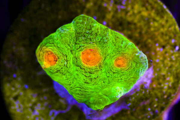 import placeholder for 3046184