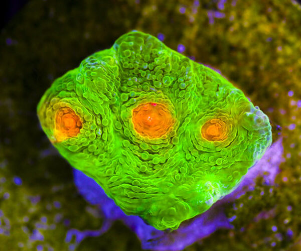 import placeholder for 3046184