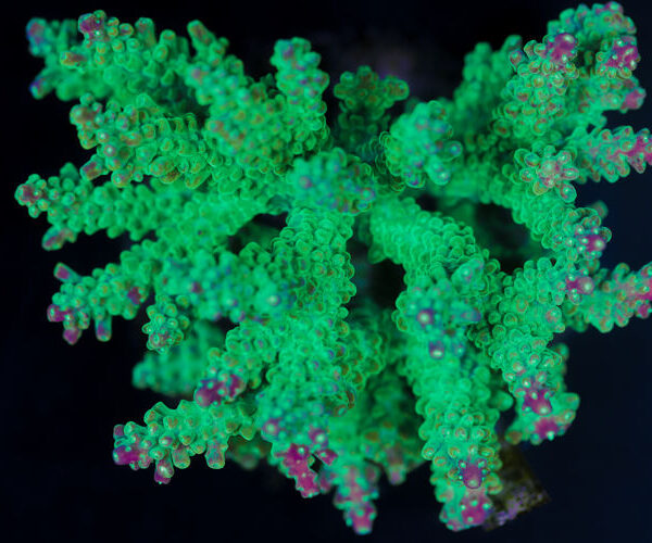 import placeholder for 3044247