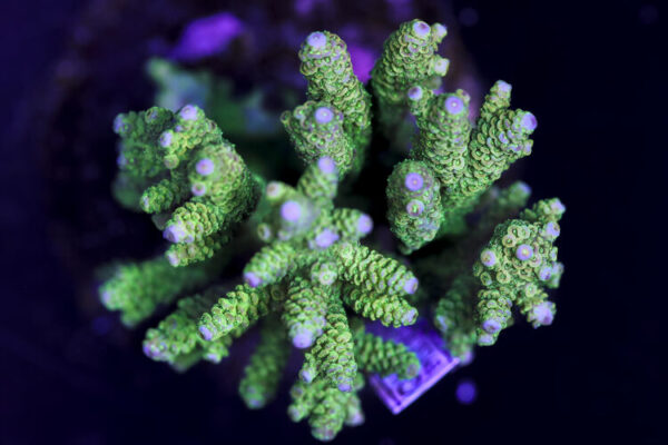 import placeholder for 3044240