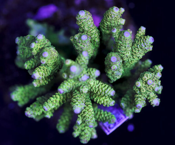 import placeholder for 3044240