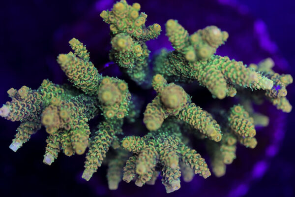 import placeholder for 3044208