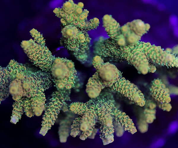 import placeholder for 3044208