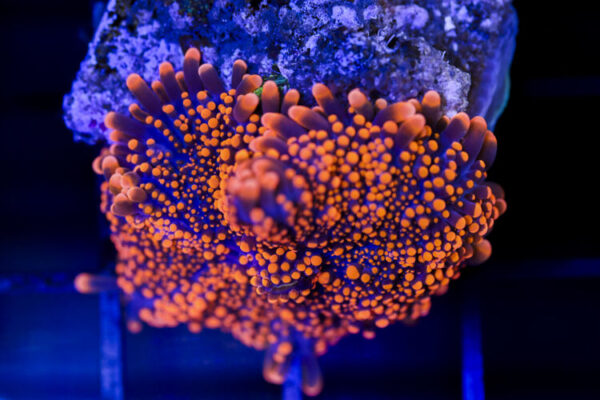 import placeholder for 3035307