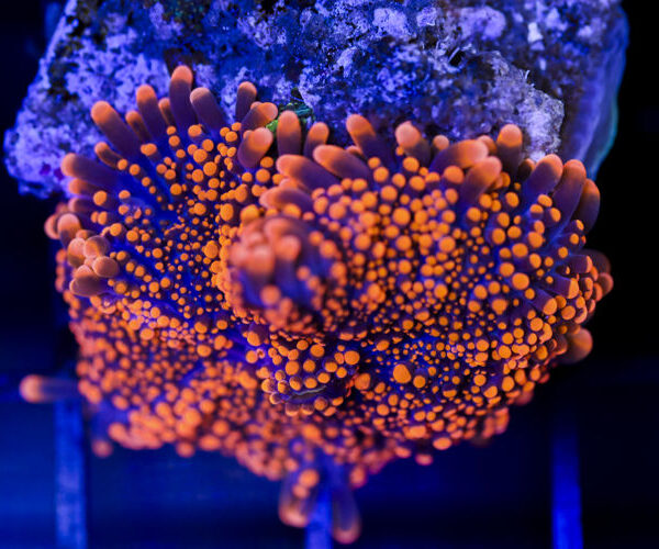 import placeholder for 3035307