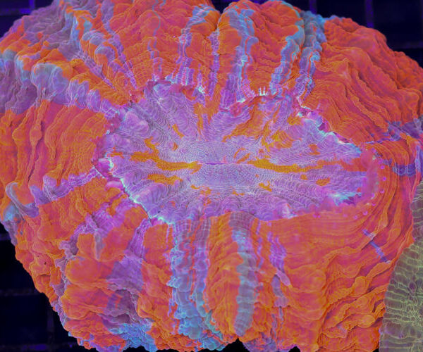 import placeholder for 3034505