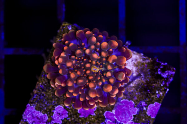 import placeholder for 3034500