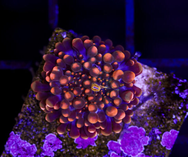 import placeholder for 3034500